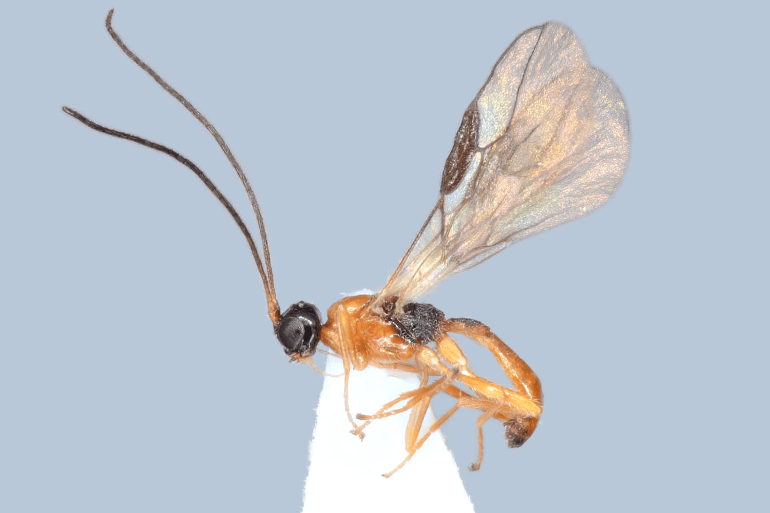 Default image